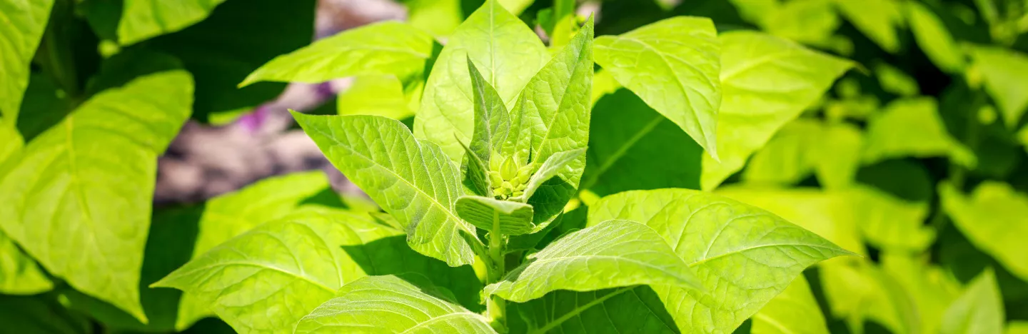 How to grow your own tobacco