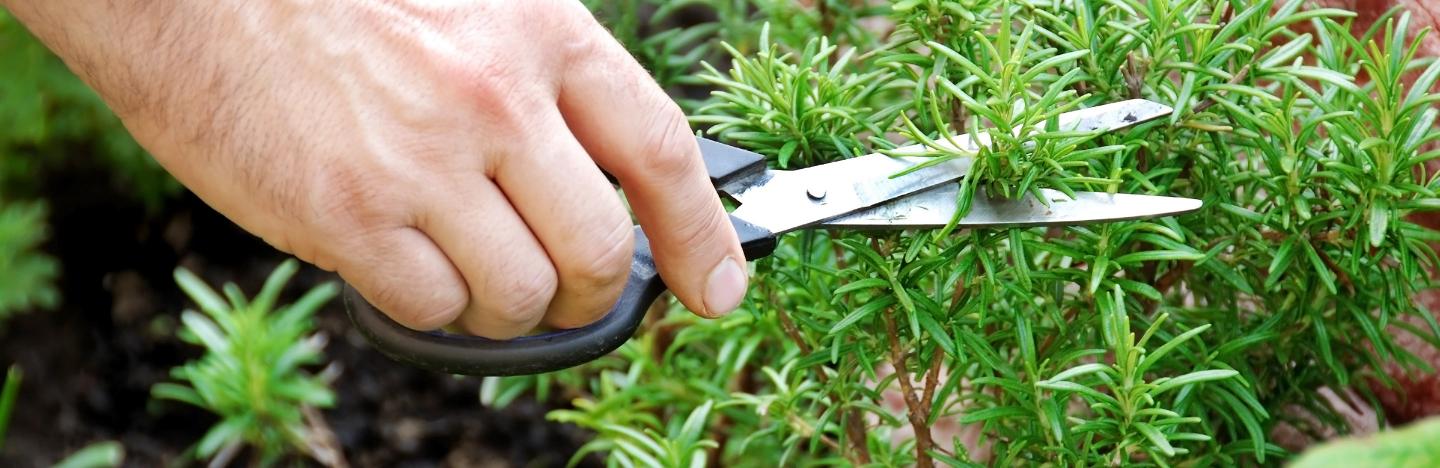 How to start growing herbs in your garden