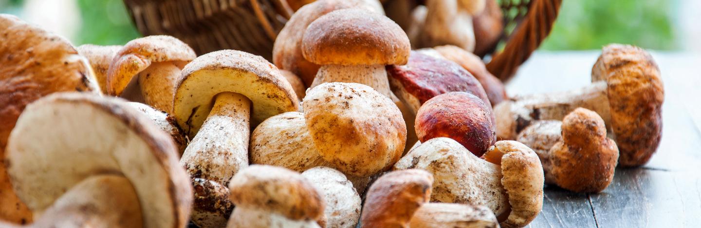 A guide to poisonous and edible mushrooms | lovethegarden