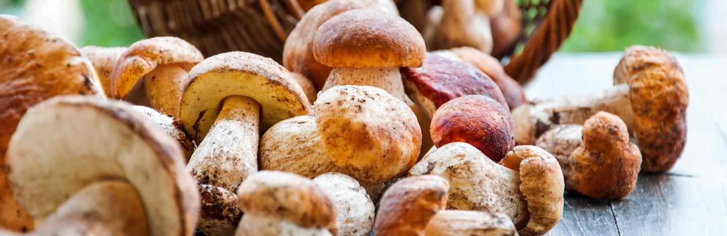 edible mushrooms pictures