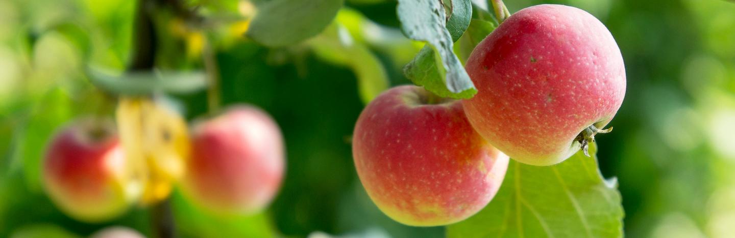 Arbres Fruitiers Originaux