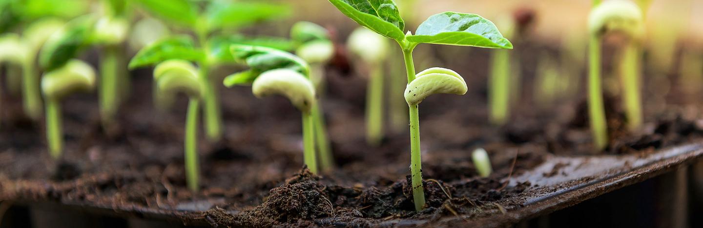 When should you plant seeds for a vegetable garden