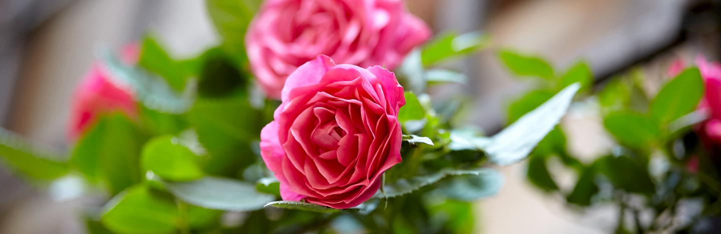 Growing patio roses in containers