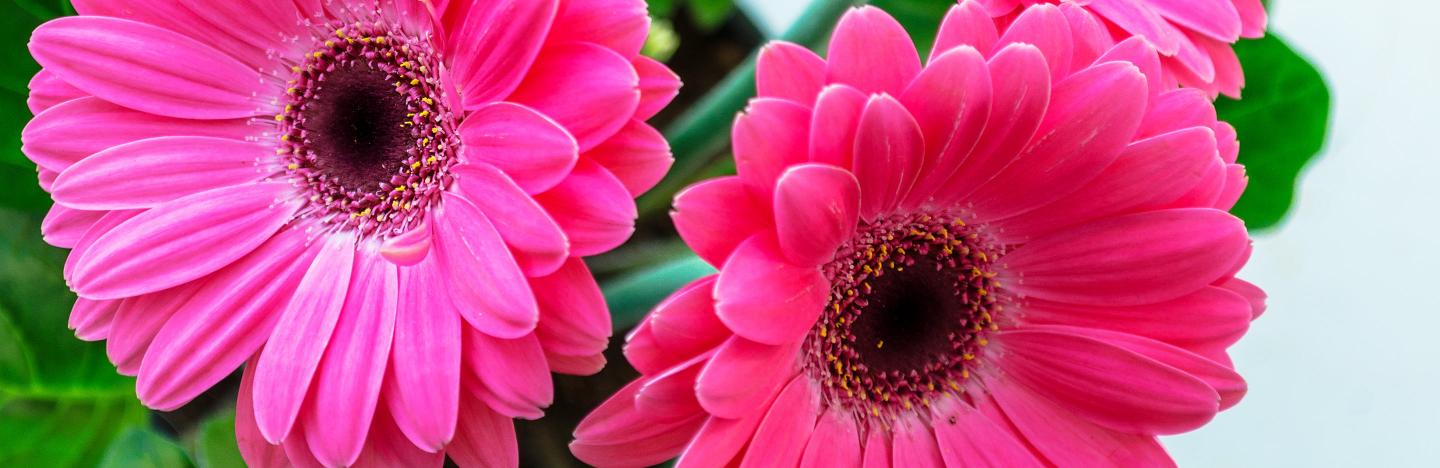 How to care for houseplants