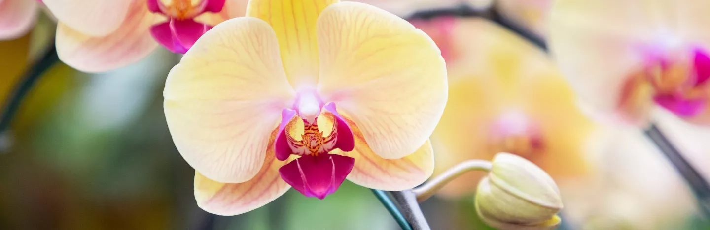 How To Grow Look After Orchids Love The Garden