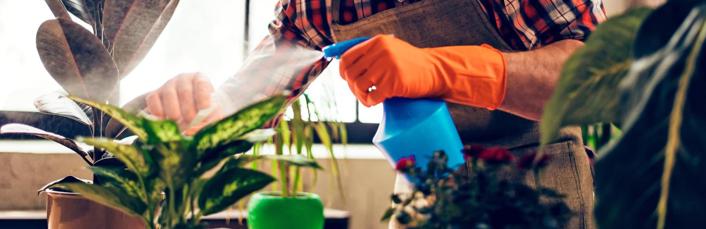 How to water houseplants