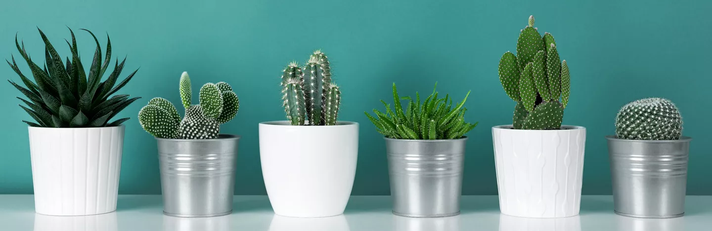 Plante verte cactus - pivoine etc