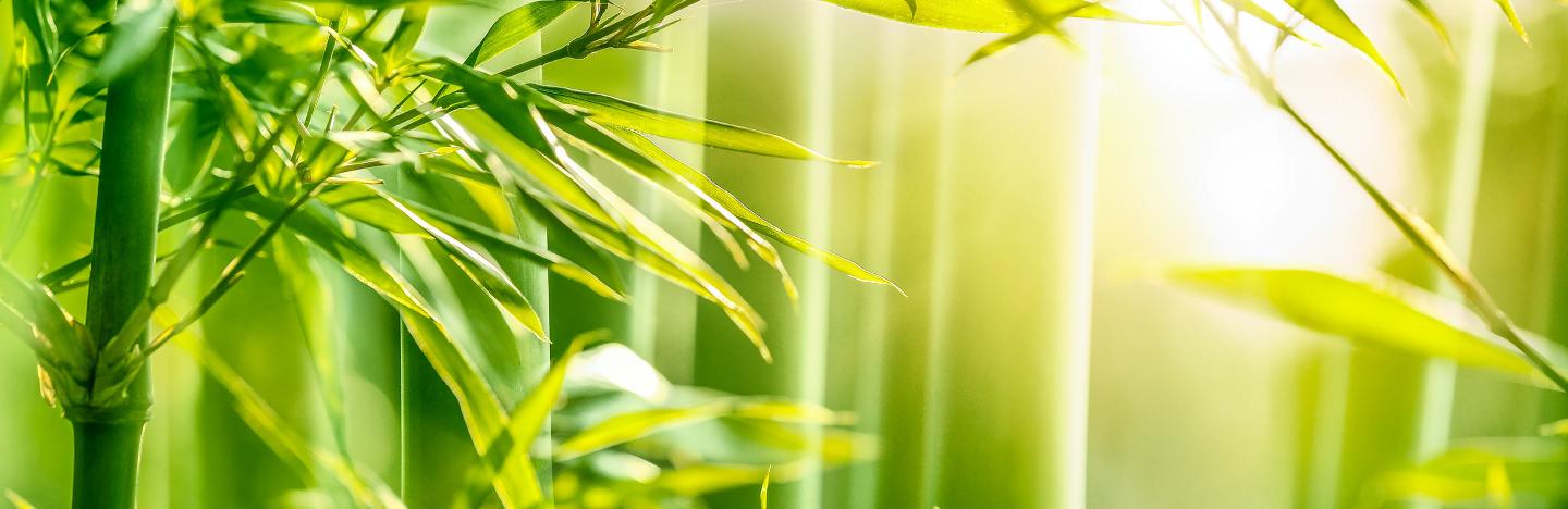 How to grow bamboo