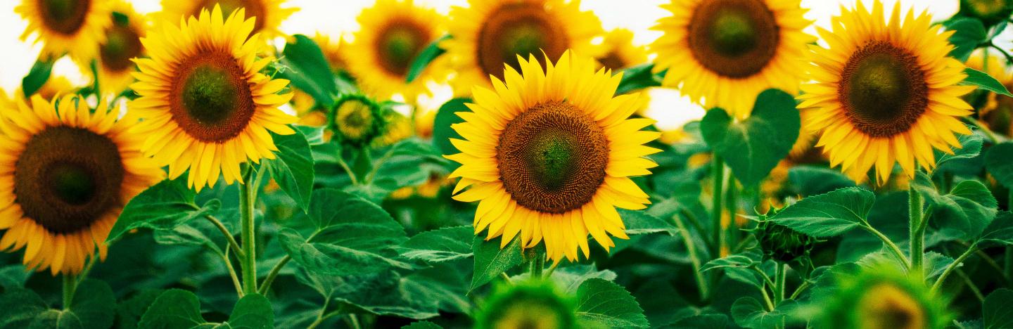 How to Grow Sunflowers | Love The Garden