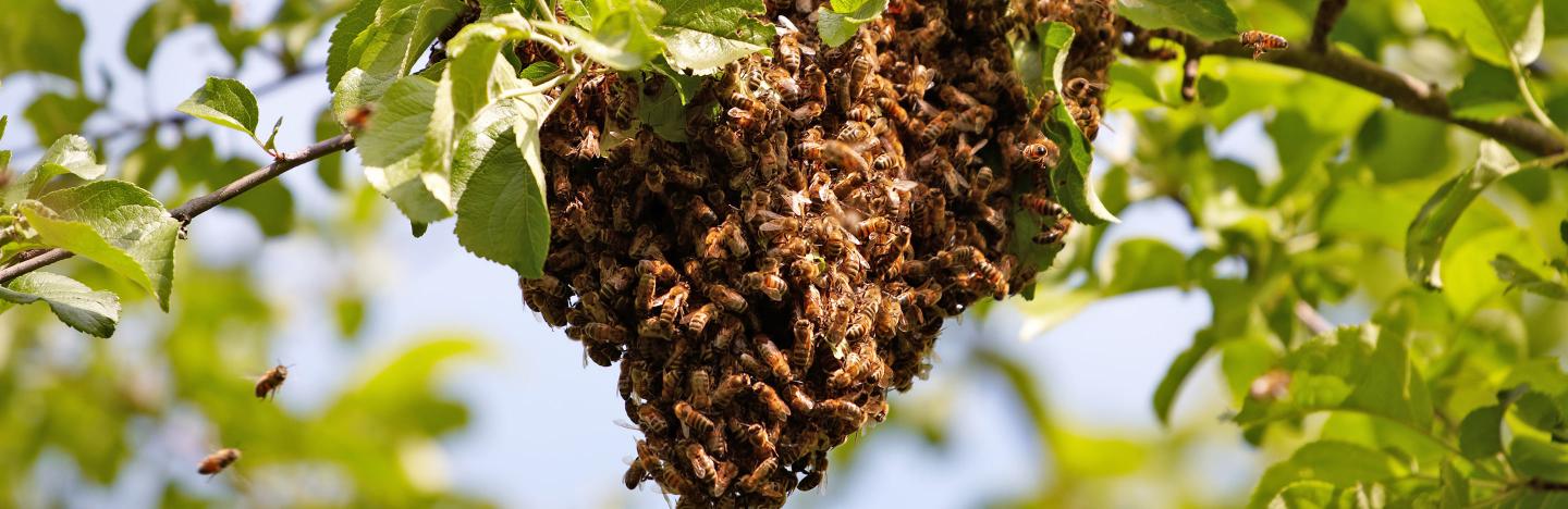 How to get rid of bees in your garden without killing them