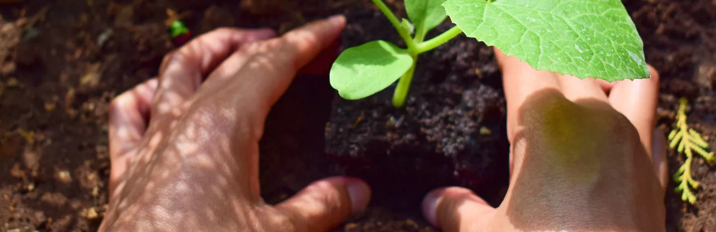 Types of compost