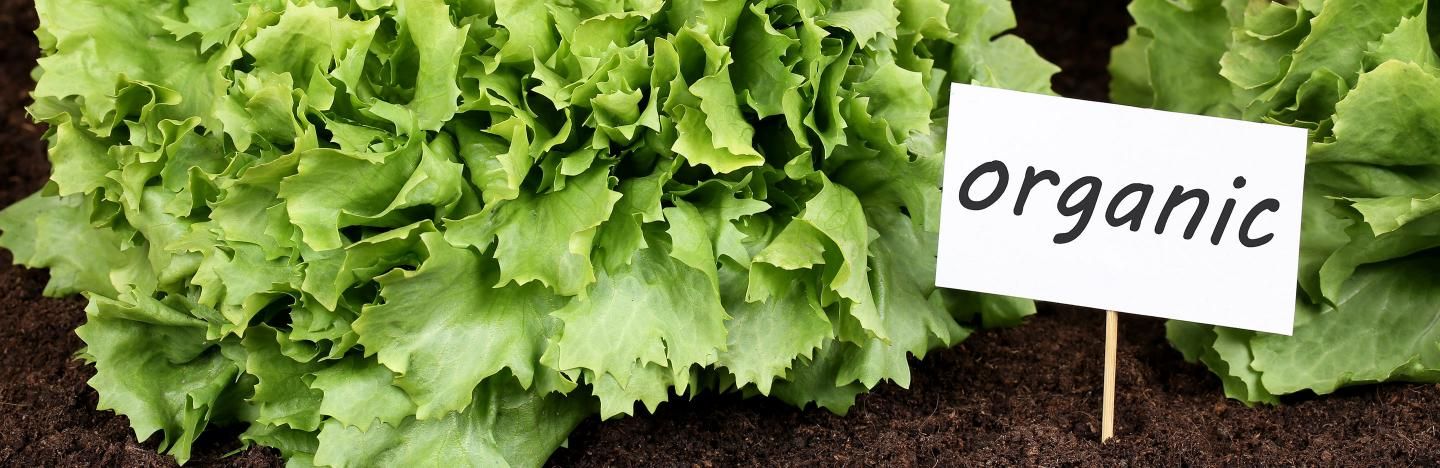 Organic gardening: 10 ways to get started