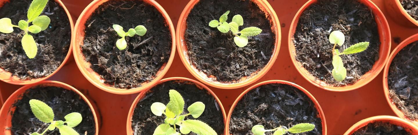 Légumes Fruits : Planter, Semer