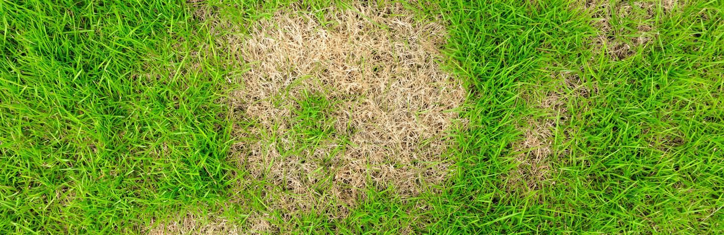 Tackling common lawn problems
