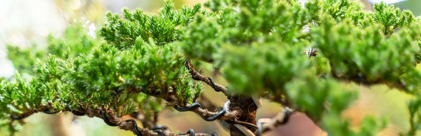 Bonsai tree care