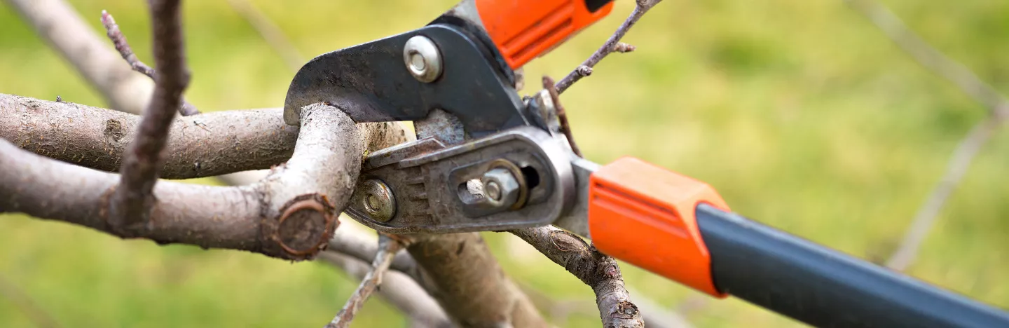 How to prune apple trees