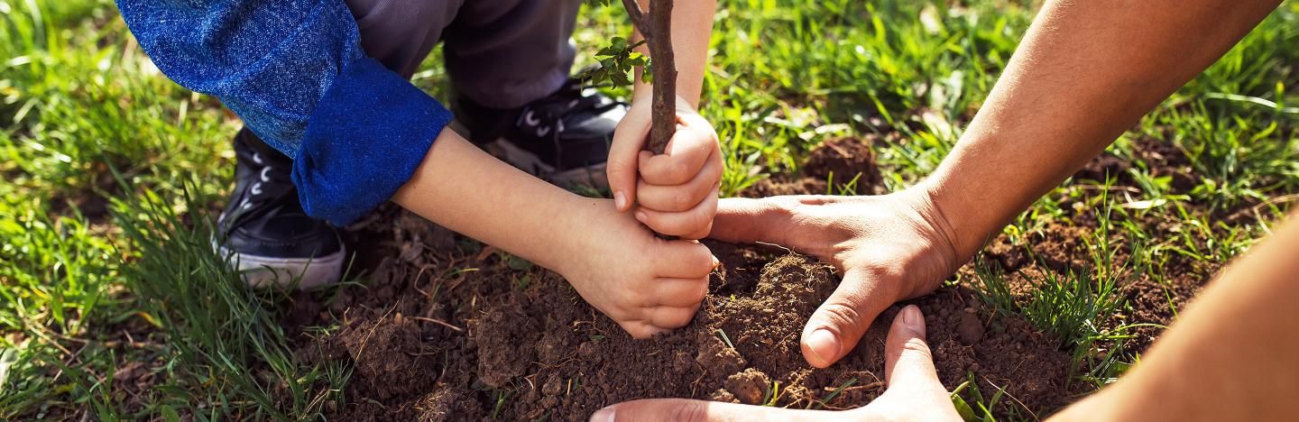 Comment Planter Un Arbuste Un Arbre Feuillu Comment Planter Un Arbuste Un Arbre Feuillu