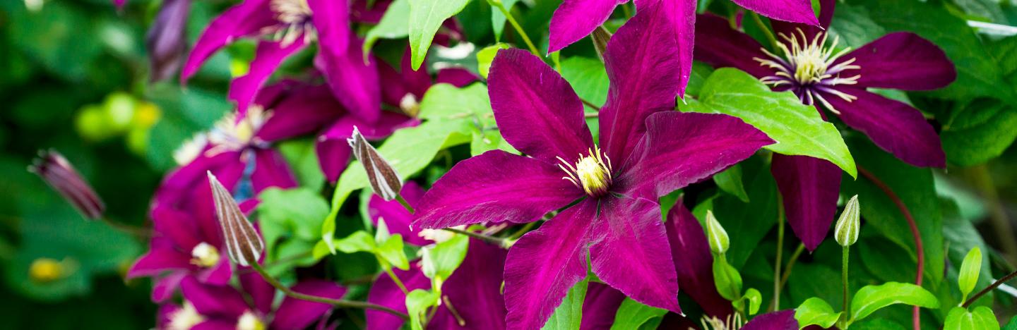 When to prune Clematis