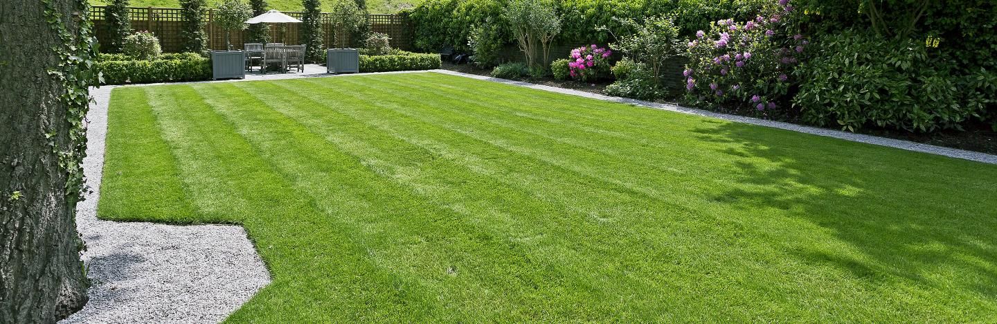 caring for my lawn