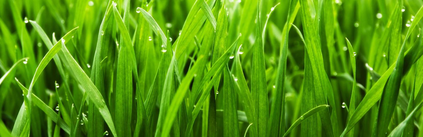 Build a great lawn: a seasonal plan