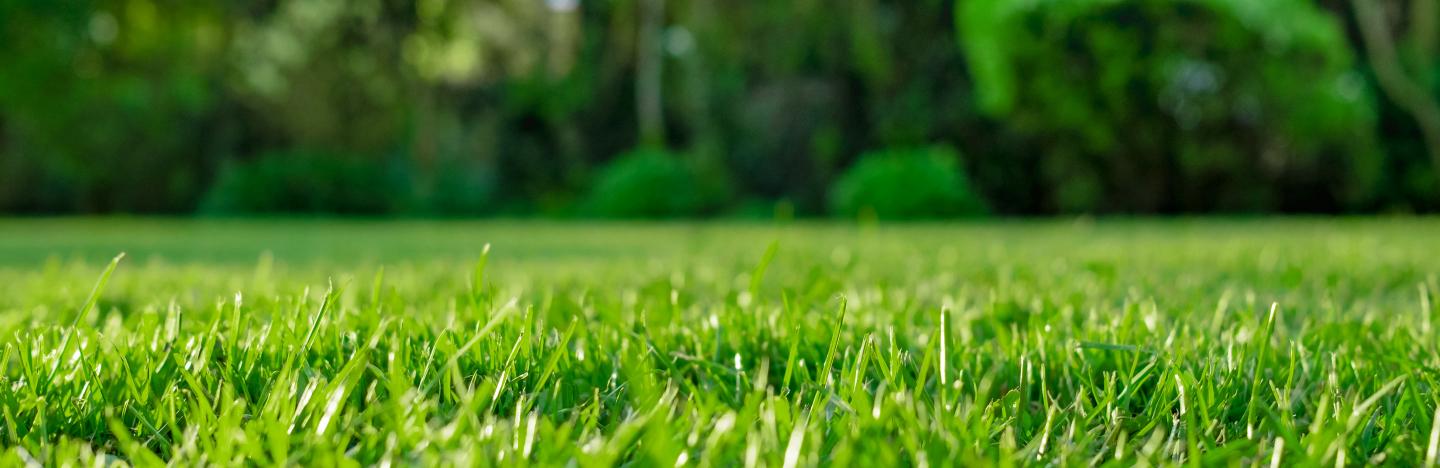 Jardinier En Herbe