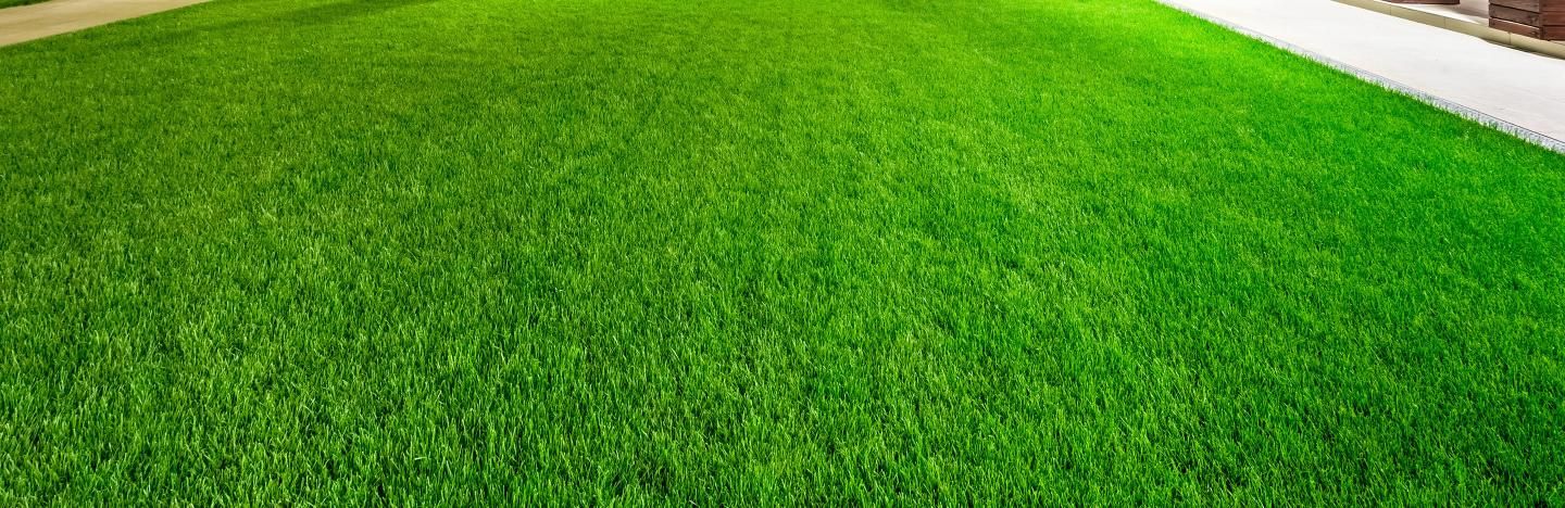 lawn advice