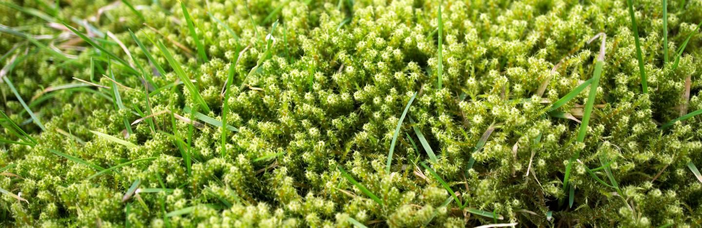 How do you get rid of moss in the grass How To Rid Your Lawn Of Moss Lawn Solutions Australia