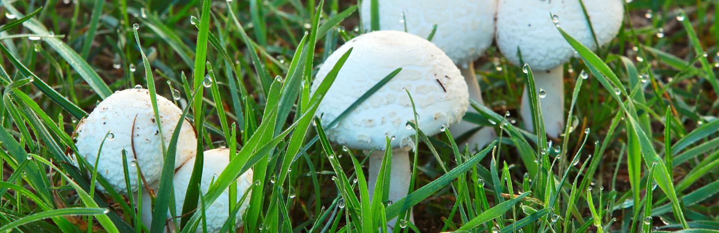 How To Prevent Mushrooms On Lawns Lovethegarden
