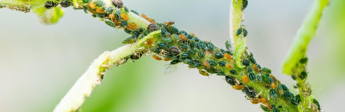 Plant stem problems