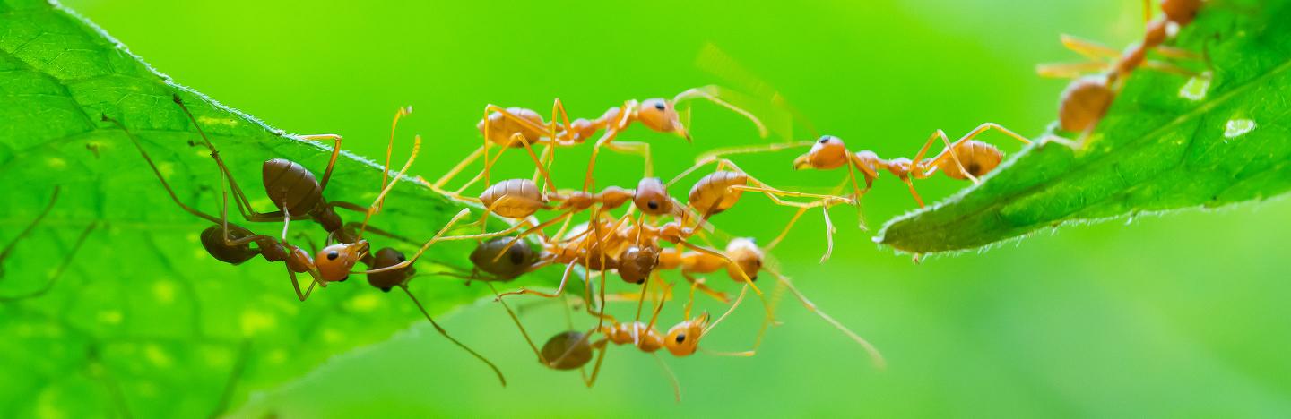 Fourmis