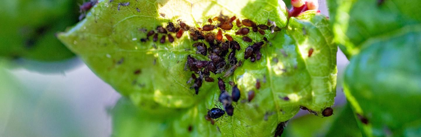 Aphids