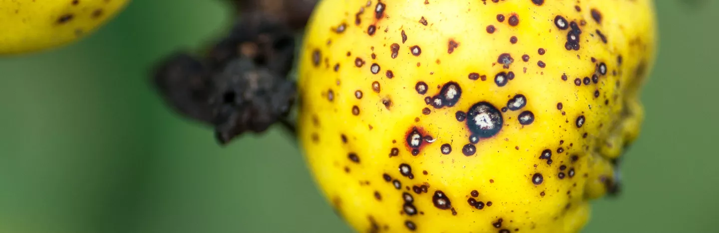 Les Maladies Des Arbres Fruitiers