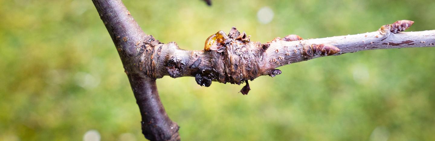 Bacterial canker