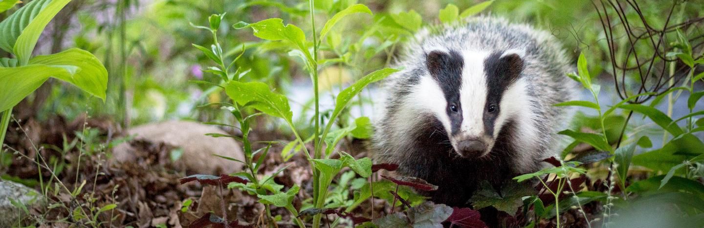 Badgers in garden - how to keep them away | Love The Garden Badgers in garden - how to keep them away | Love The Garden