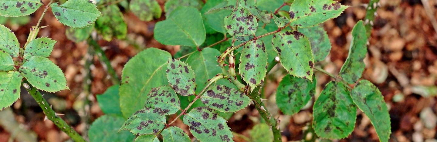 Black Spot Treatment And Control Love The Garden