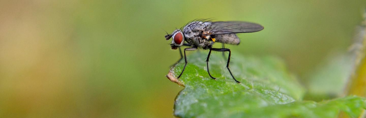 Carrot root fly