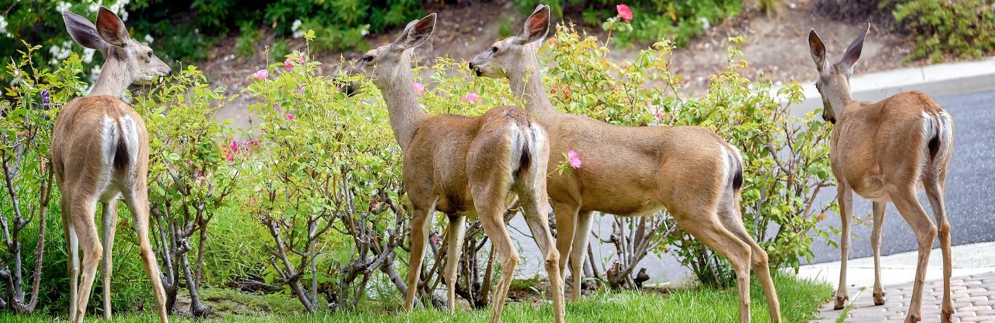 Deer