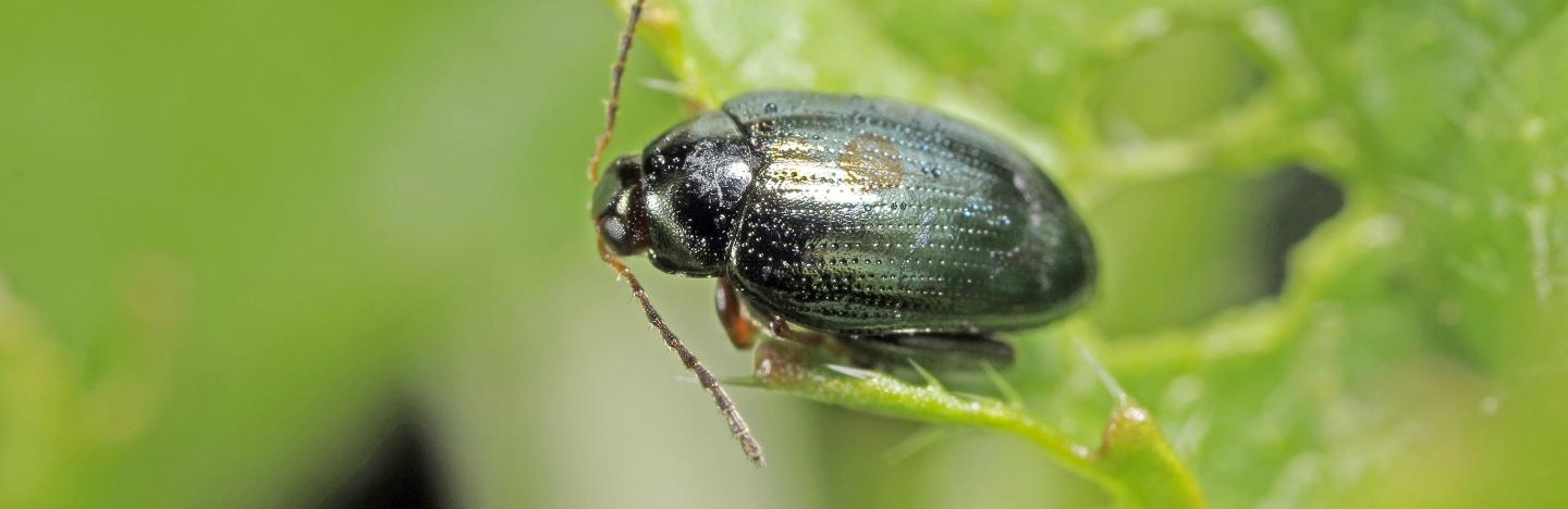 Flea beetle