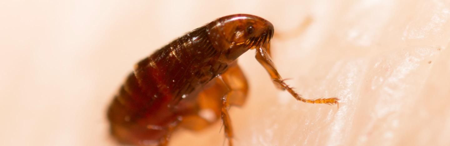 Fleas: Lifestyle, Habitat and Interesting Facts