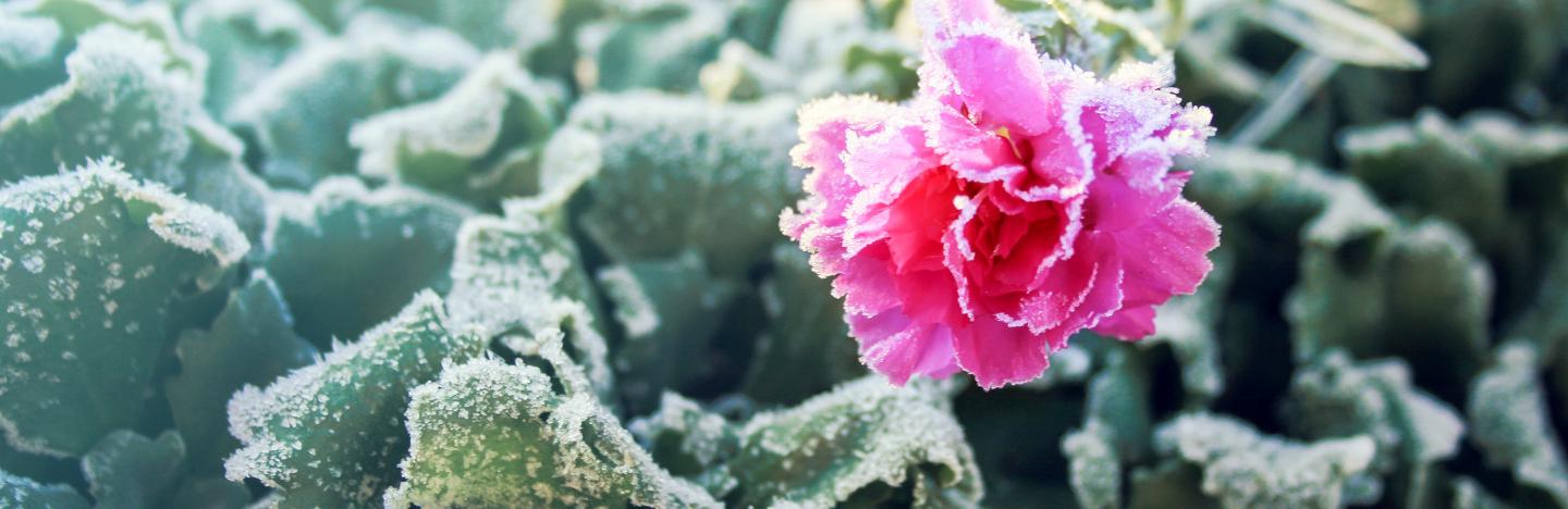 Get your garden ready for winter