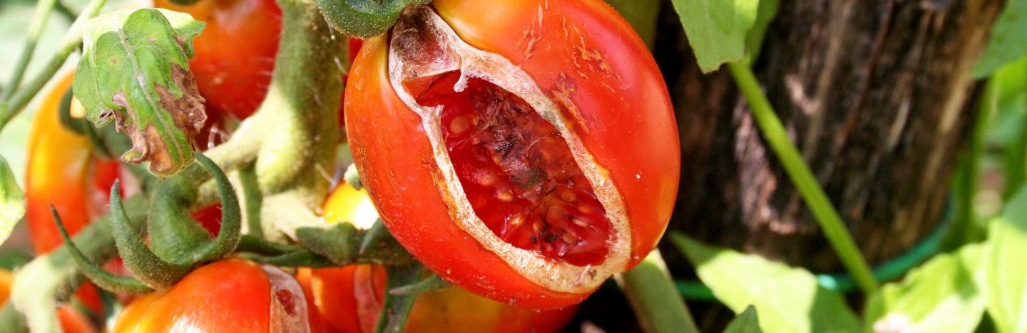 Fruit splitting