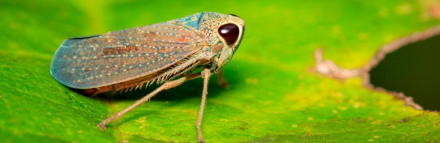 Leaf hopper