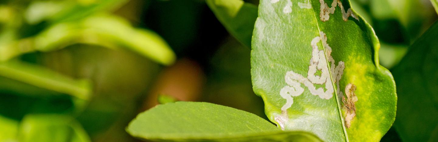 Leaf miner
