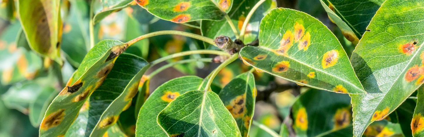 Leaf spot
