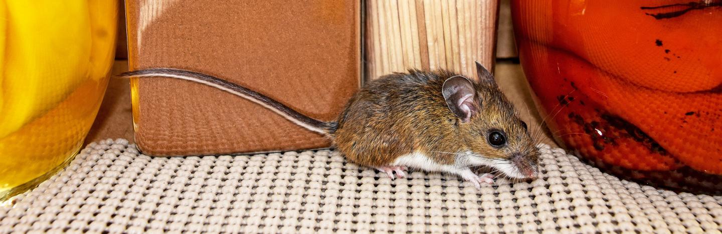 Mice