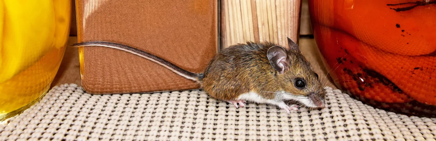 Souris
