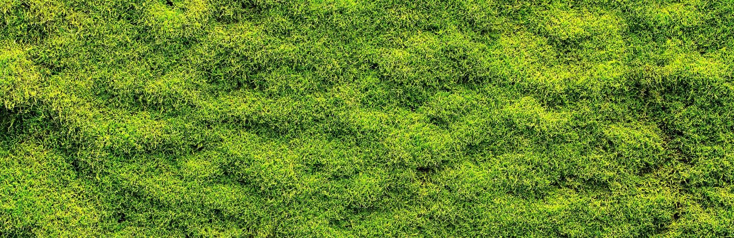 Moss