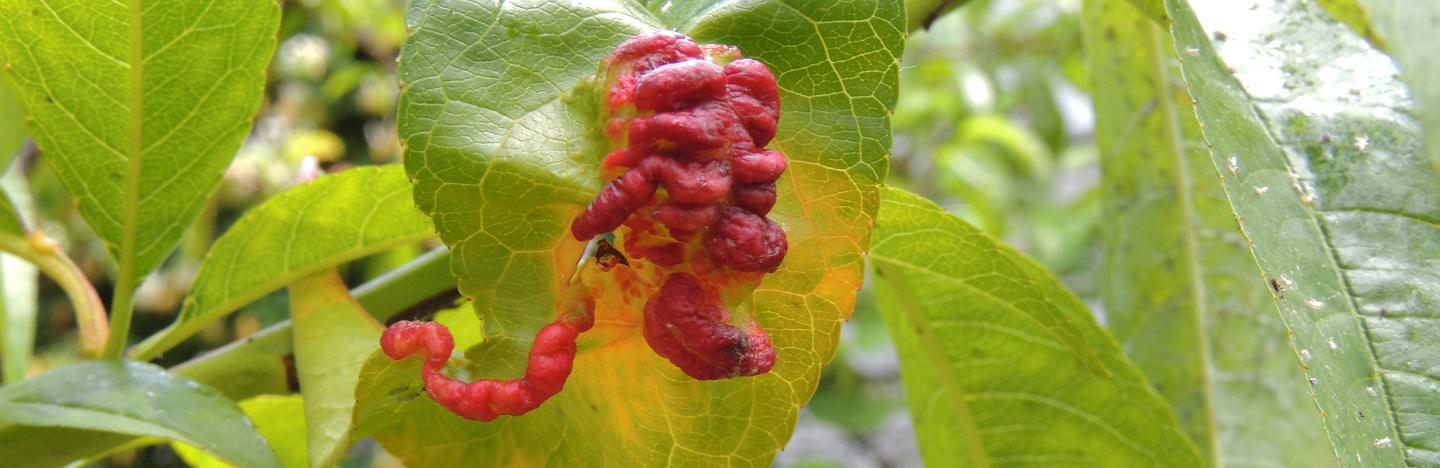 Peach leaf curl