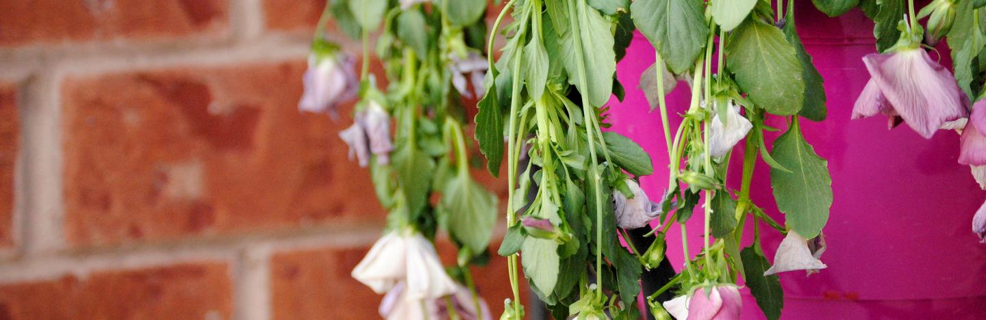 Plant wilts