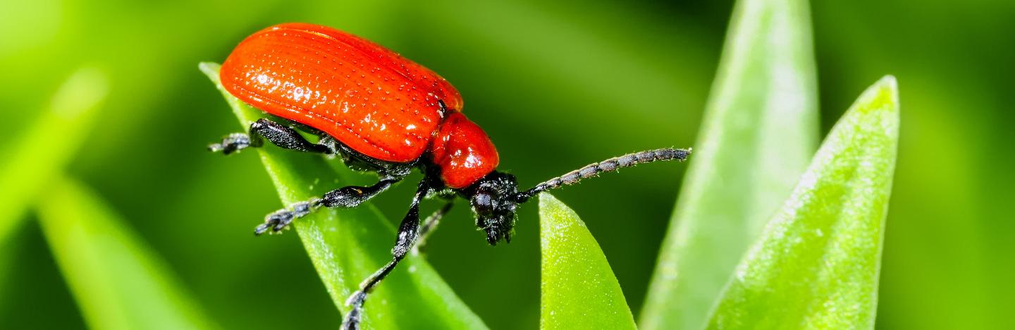 Scarlet lily - treatment and control Love The